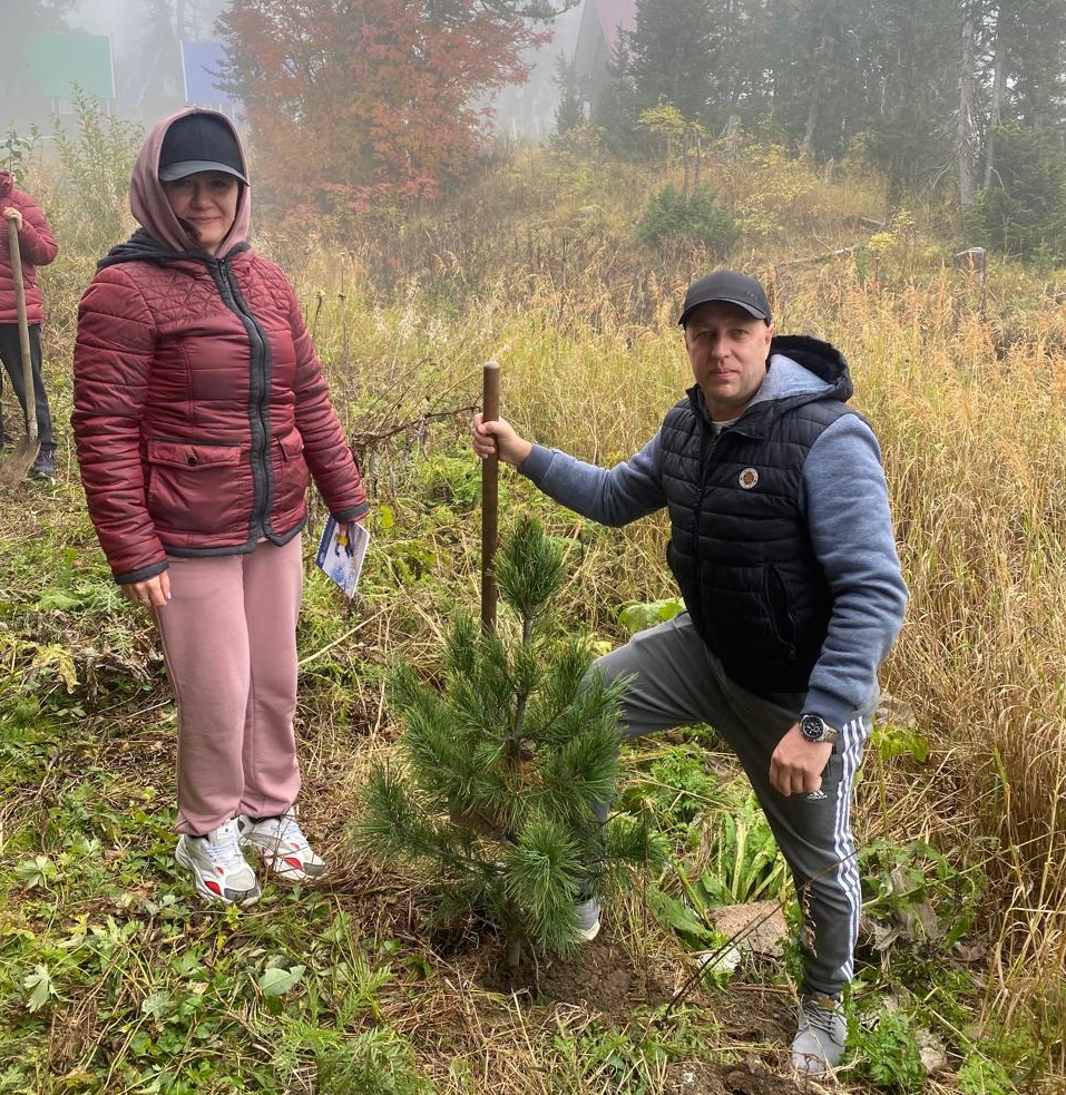 Посади свой кедр