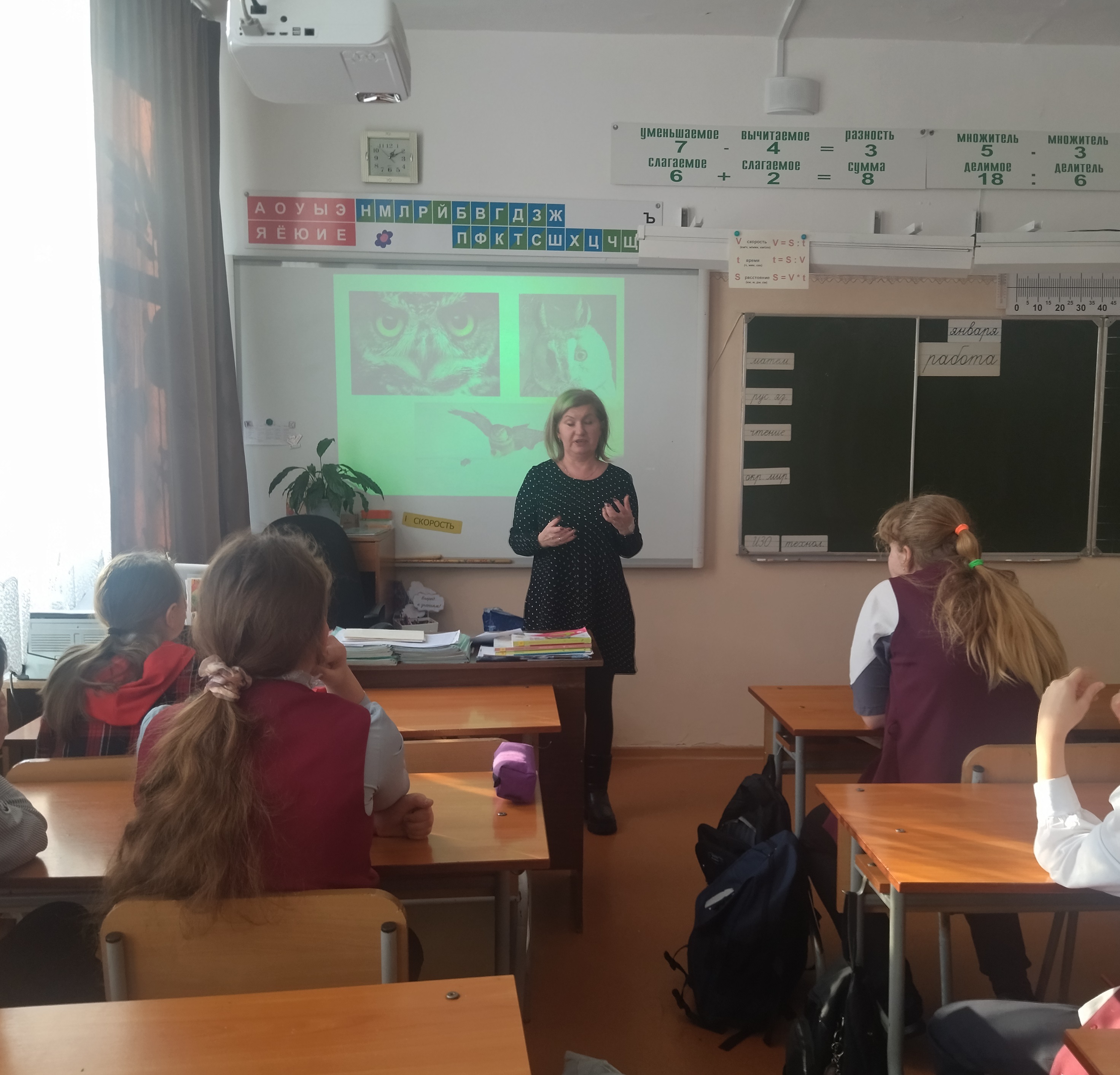 Сова по жизни