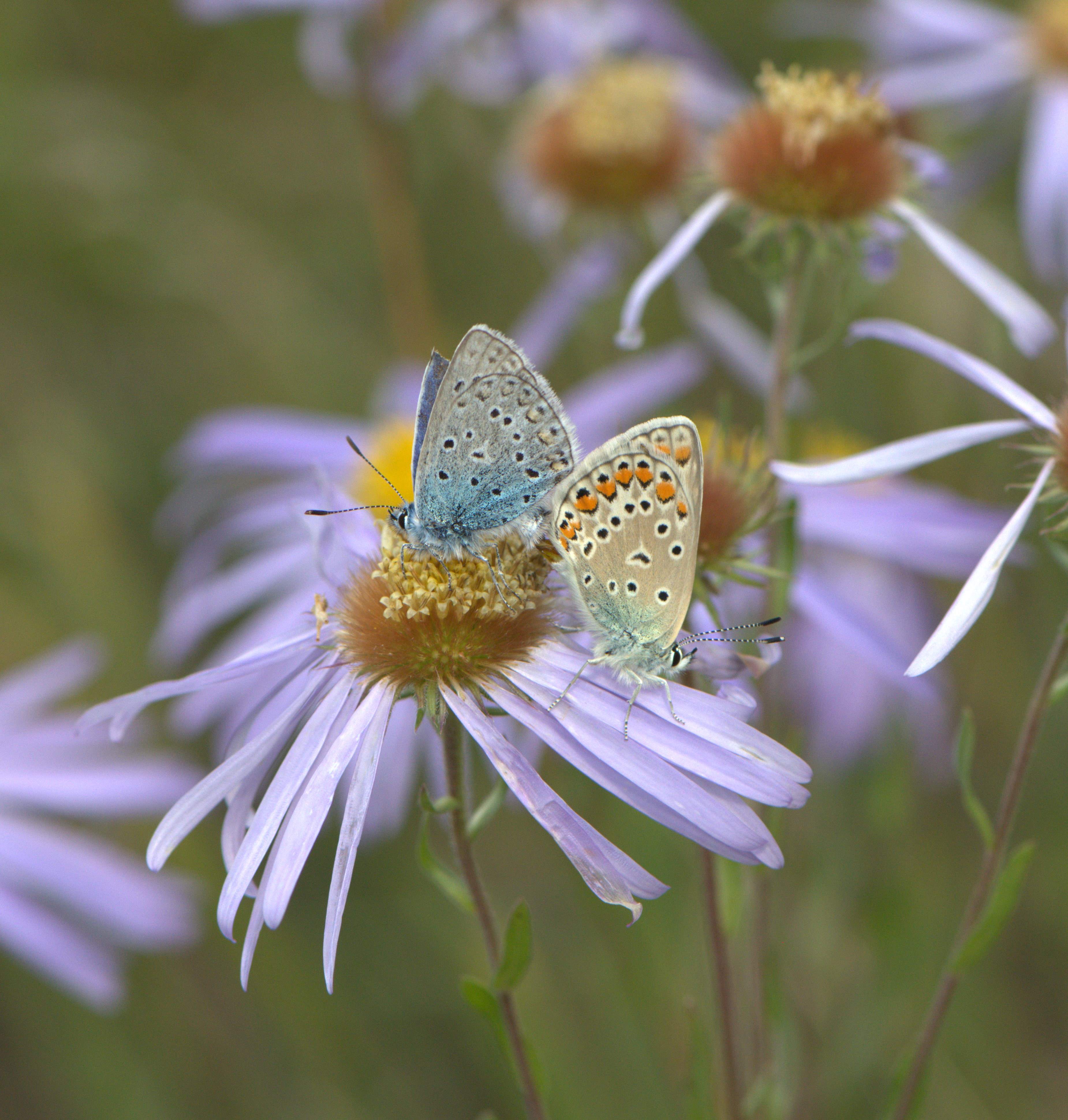 Лето заканчивается - полевые продолжаются