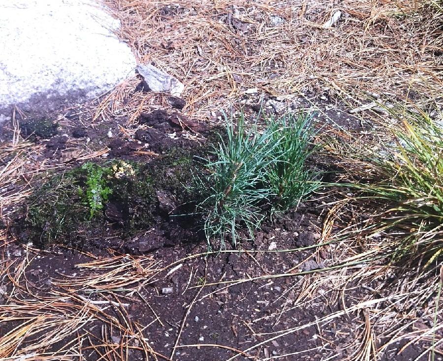 В природном парке «Ергаки» продолжается восстановление ландшафтов