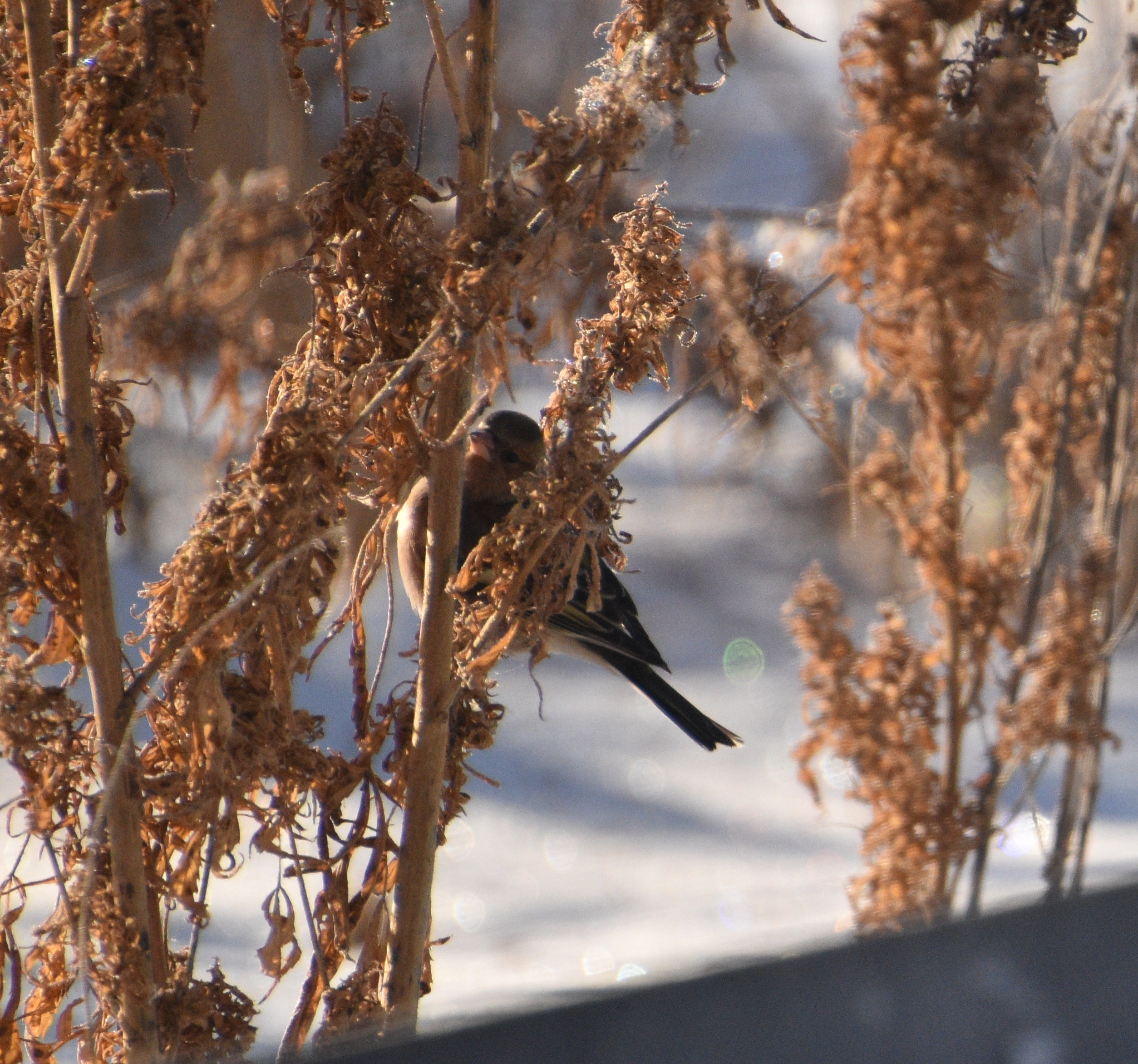 Зимние встречи