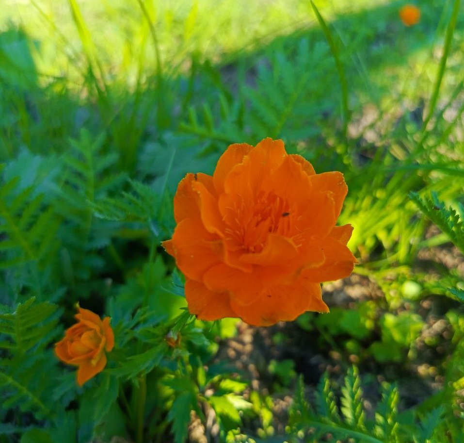 Жарки снова в парке!