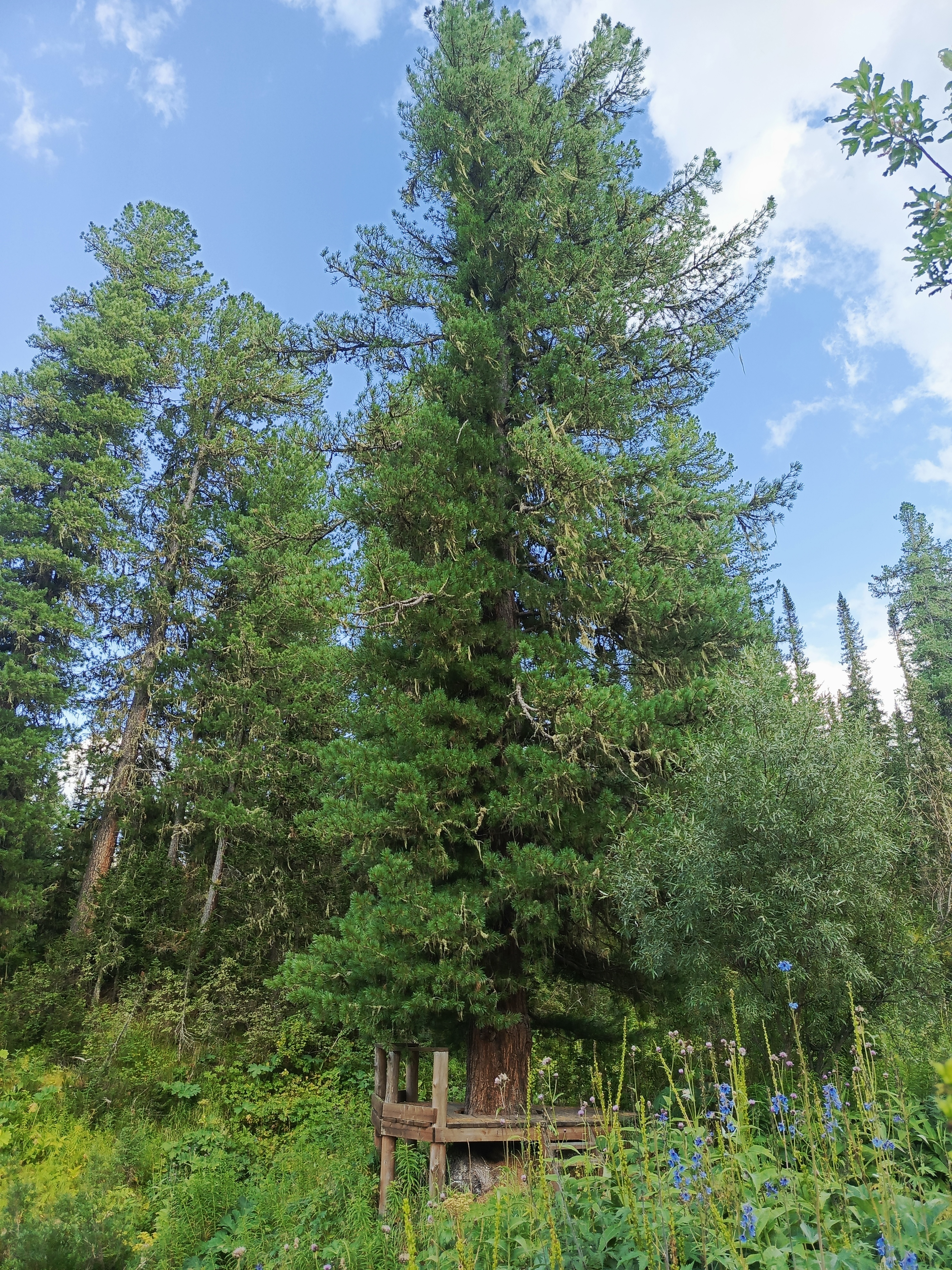 Российское дерево года – 2025!