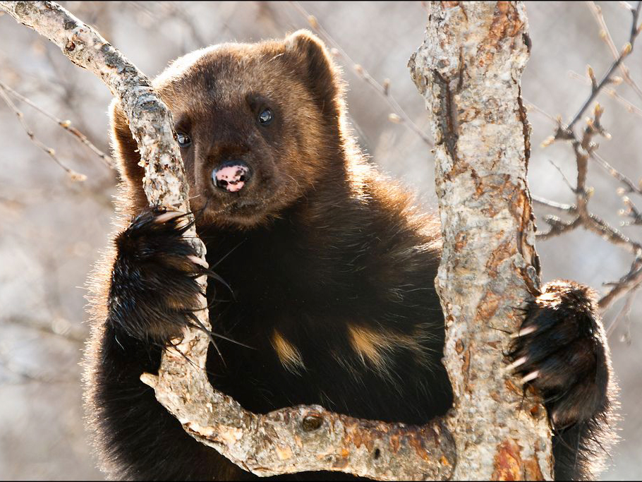 Ребятам о настоящем мохнатом герое 