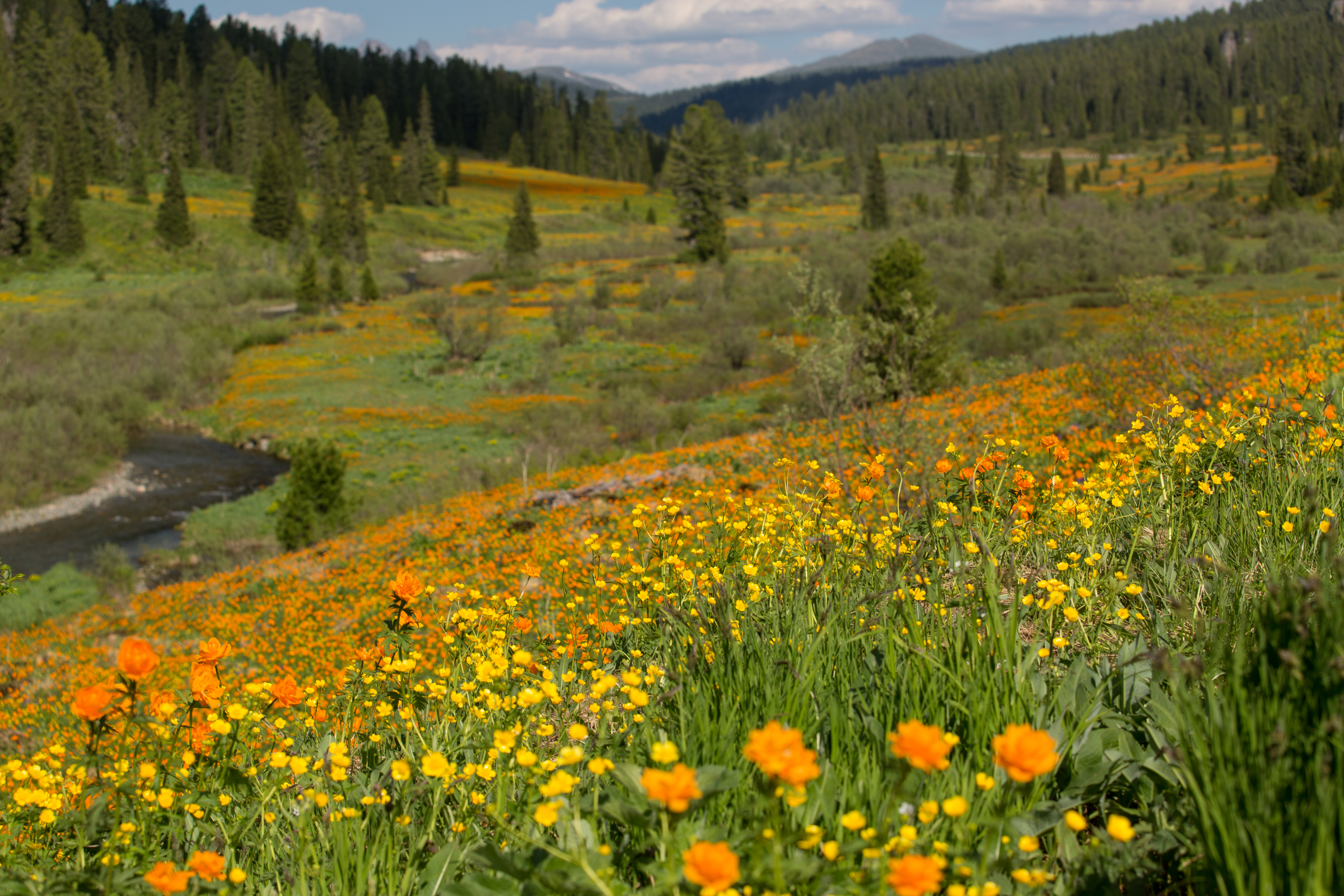 Убережём Ергаки от огня
