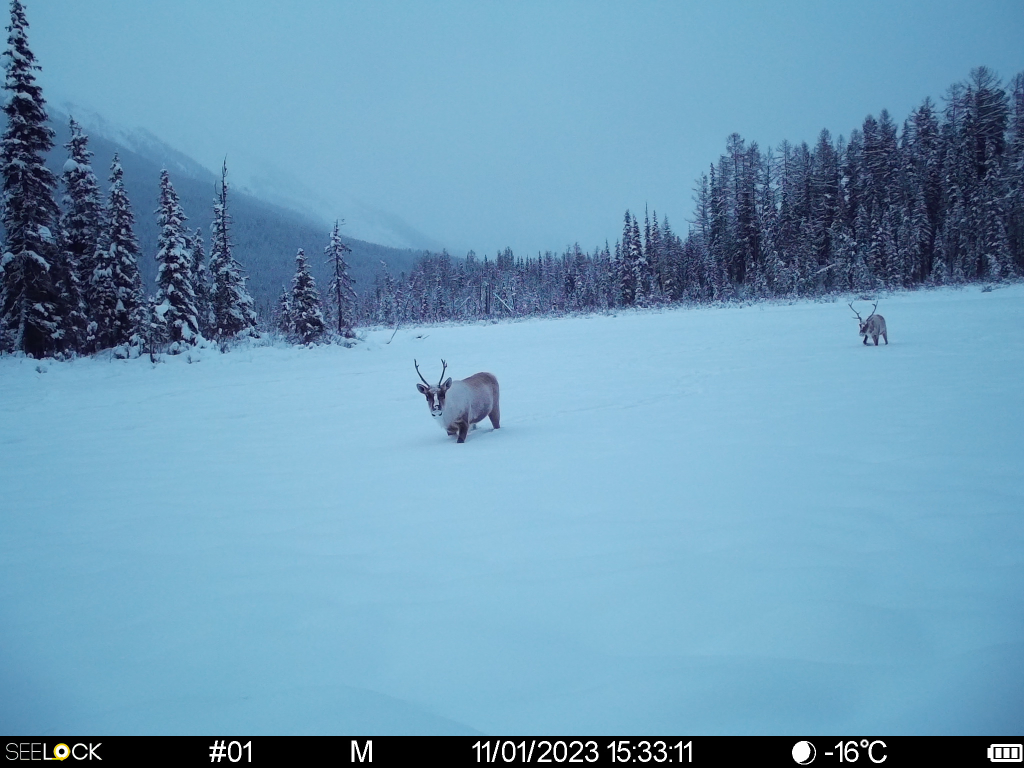 Сохранение уникального реликтового животного Северного полушария – Лесного северного оленя