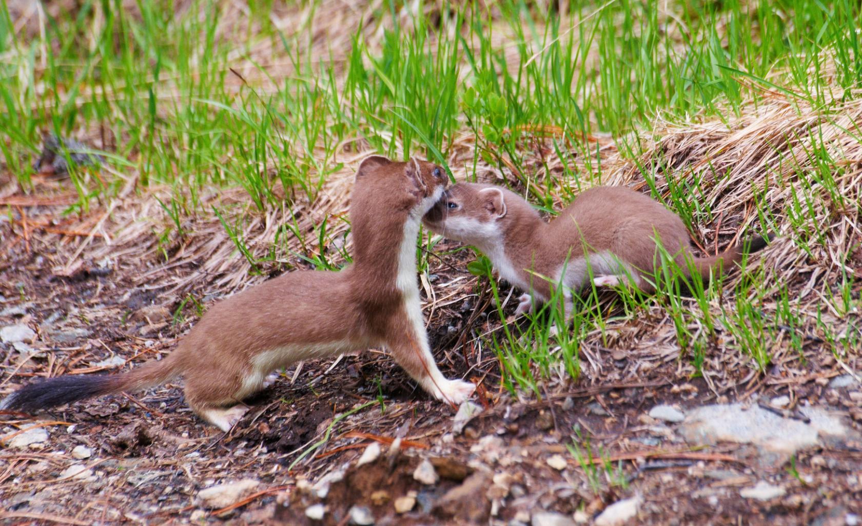 Горностаи на Светлом
