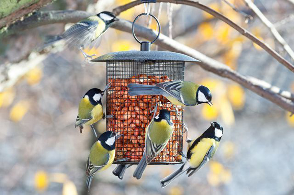 Экологический праздник «Синичкин день»