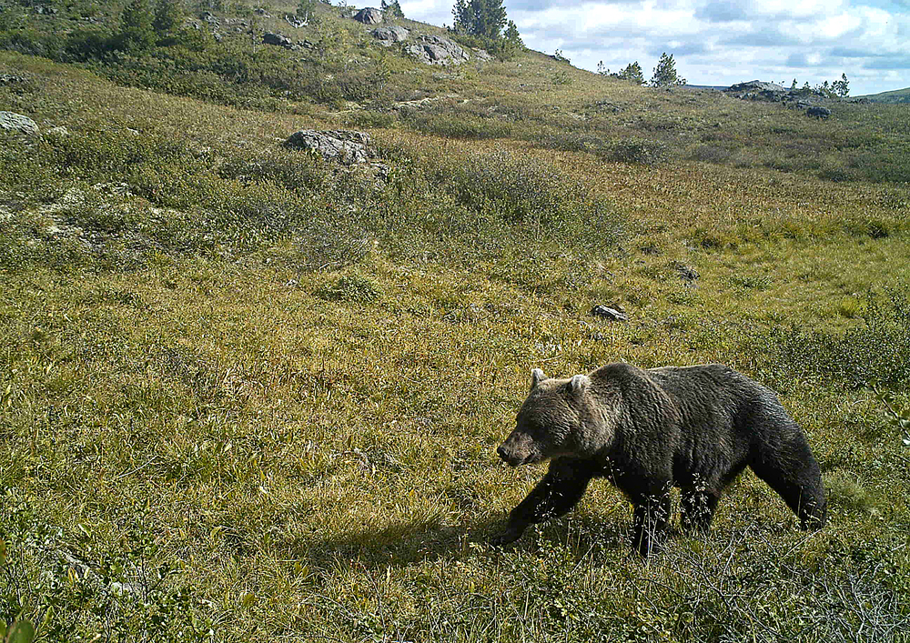 Осторожно, медведи!