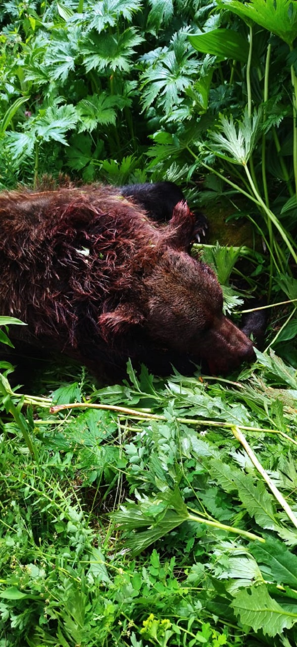Группа охотинспекторов Минэкологии края и природного парка «Ергаки» ликвидировала опасного хищника