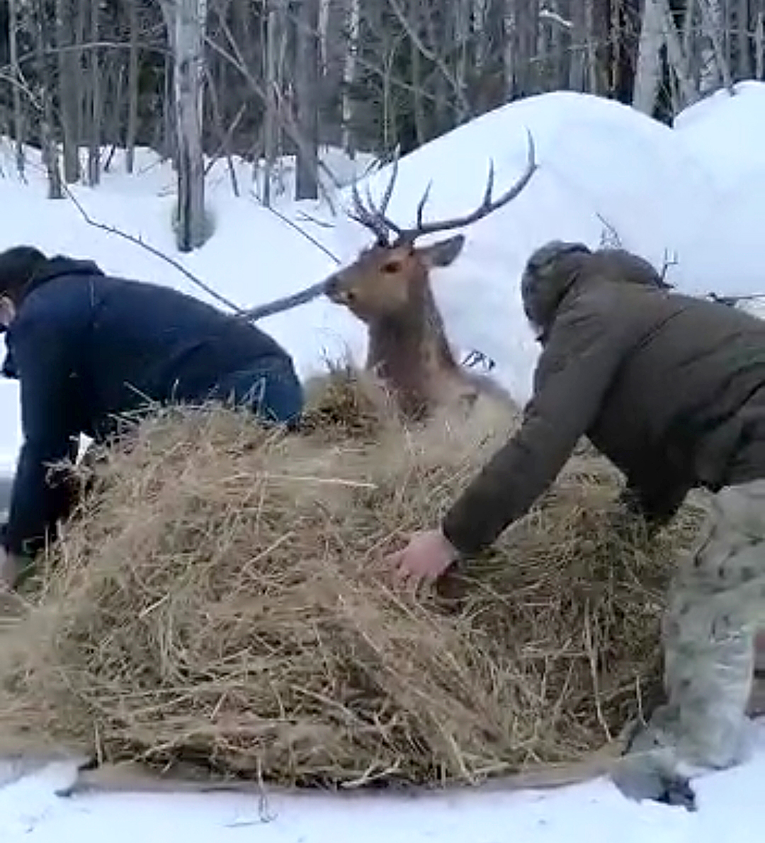 В суровых условиях зимы