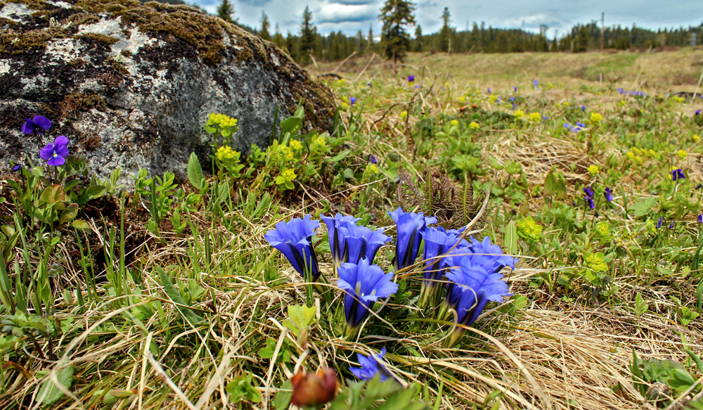  «Жаркие» поля Ергаков 