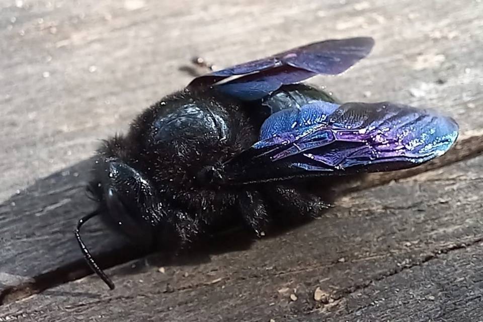 Новые находки редких насекомых на юге Красноярского края