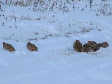Зимние маршрутные учёты в природном парке «Ергаки»
