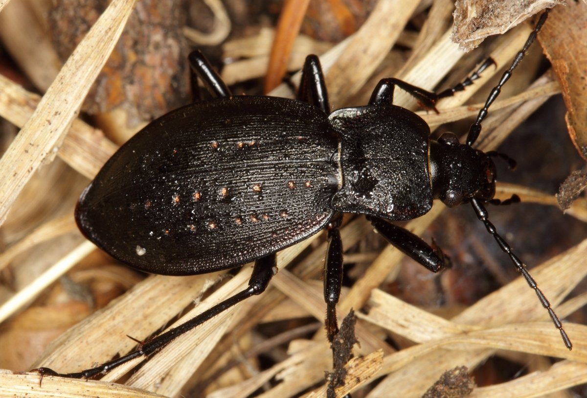 Материалы по фауне жужелиц трибы Pterostichini (Coleoptera, Carabidae) юга Красноярского края и республики Хакасия