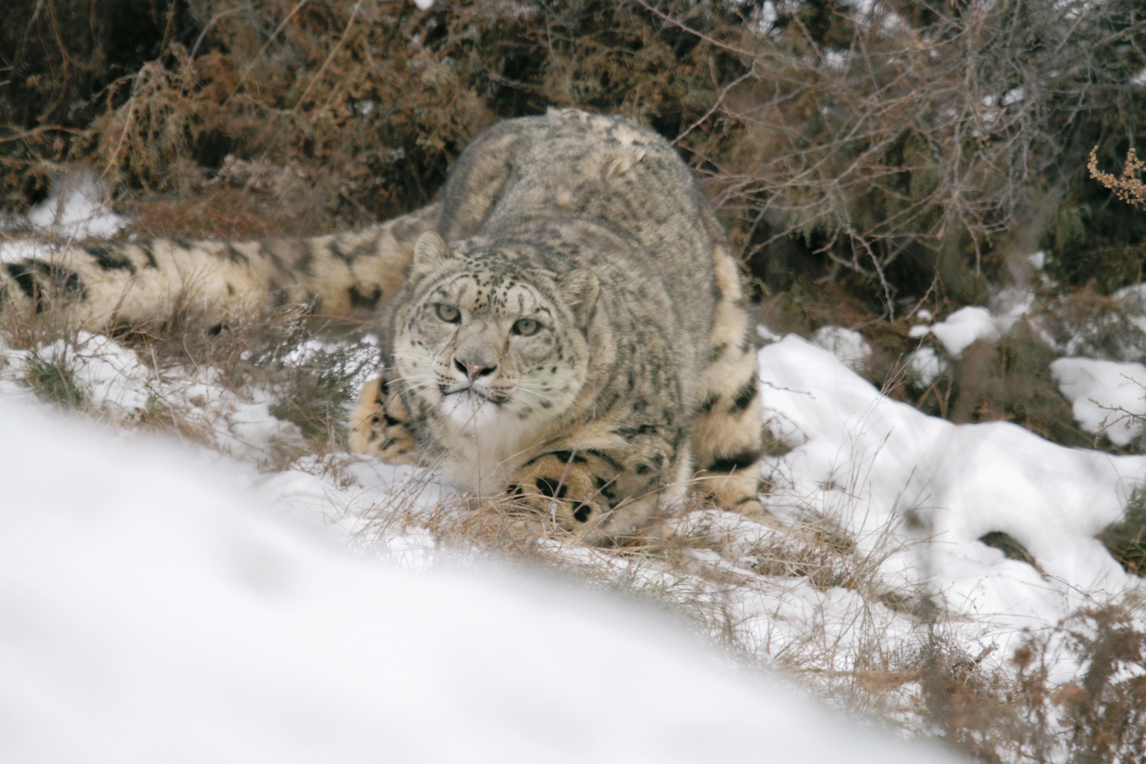 Совещание по проекту «Мониторинг биологического разнообразия на особо охраняемых природных территориях Алтае-Cаянского экорегиона»