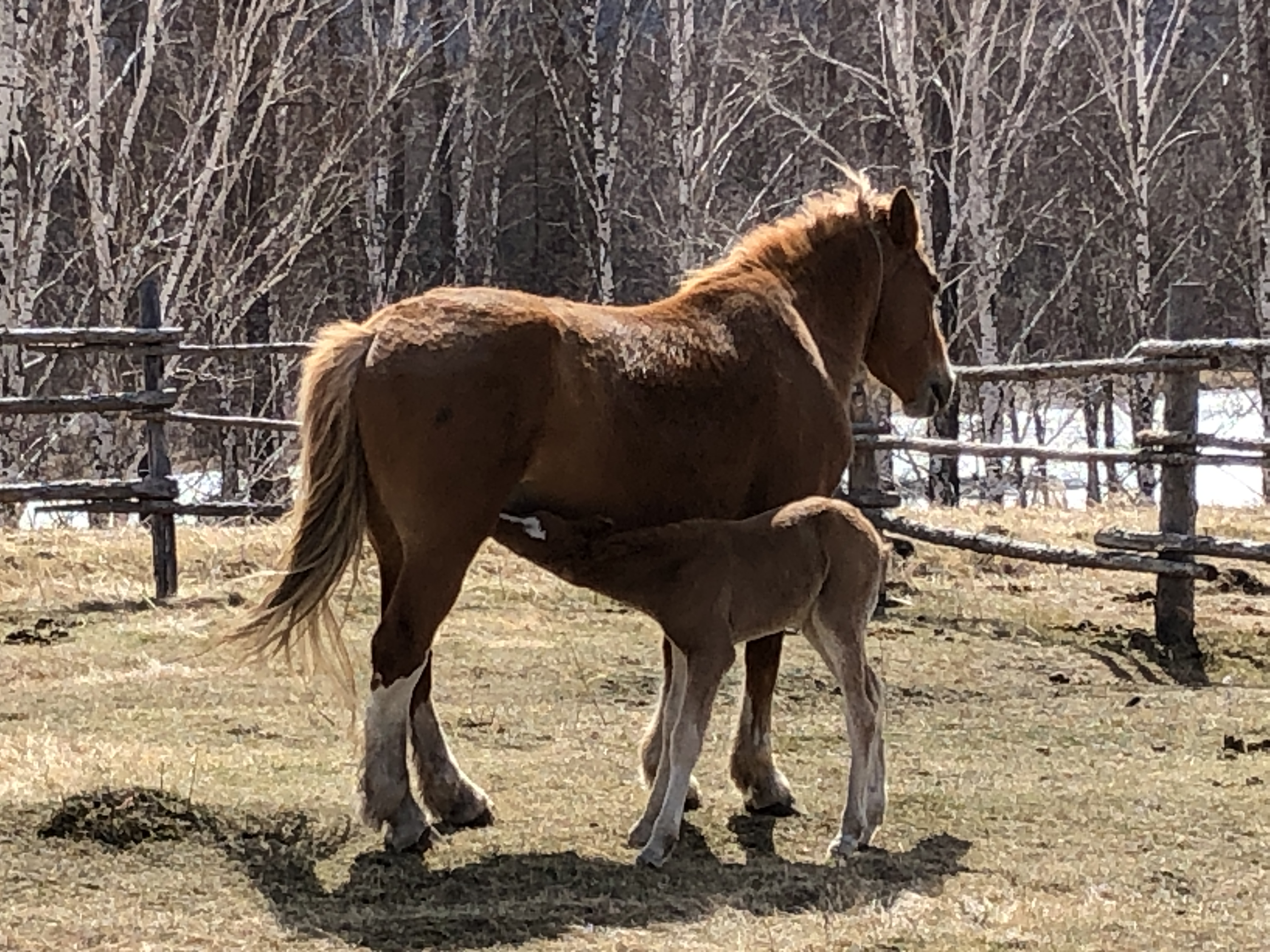 Имя для жеребенка