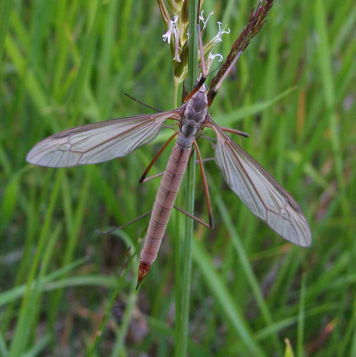 Комары-долгоножки хребта Западный Саян