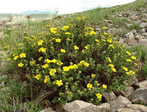 Целительная сила растений