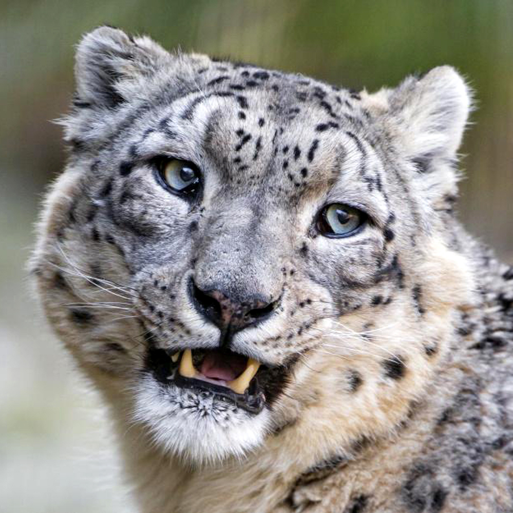 Снежный барс - властелин горных вершин