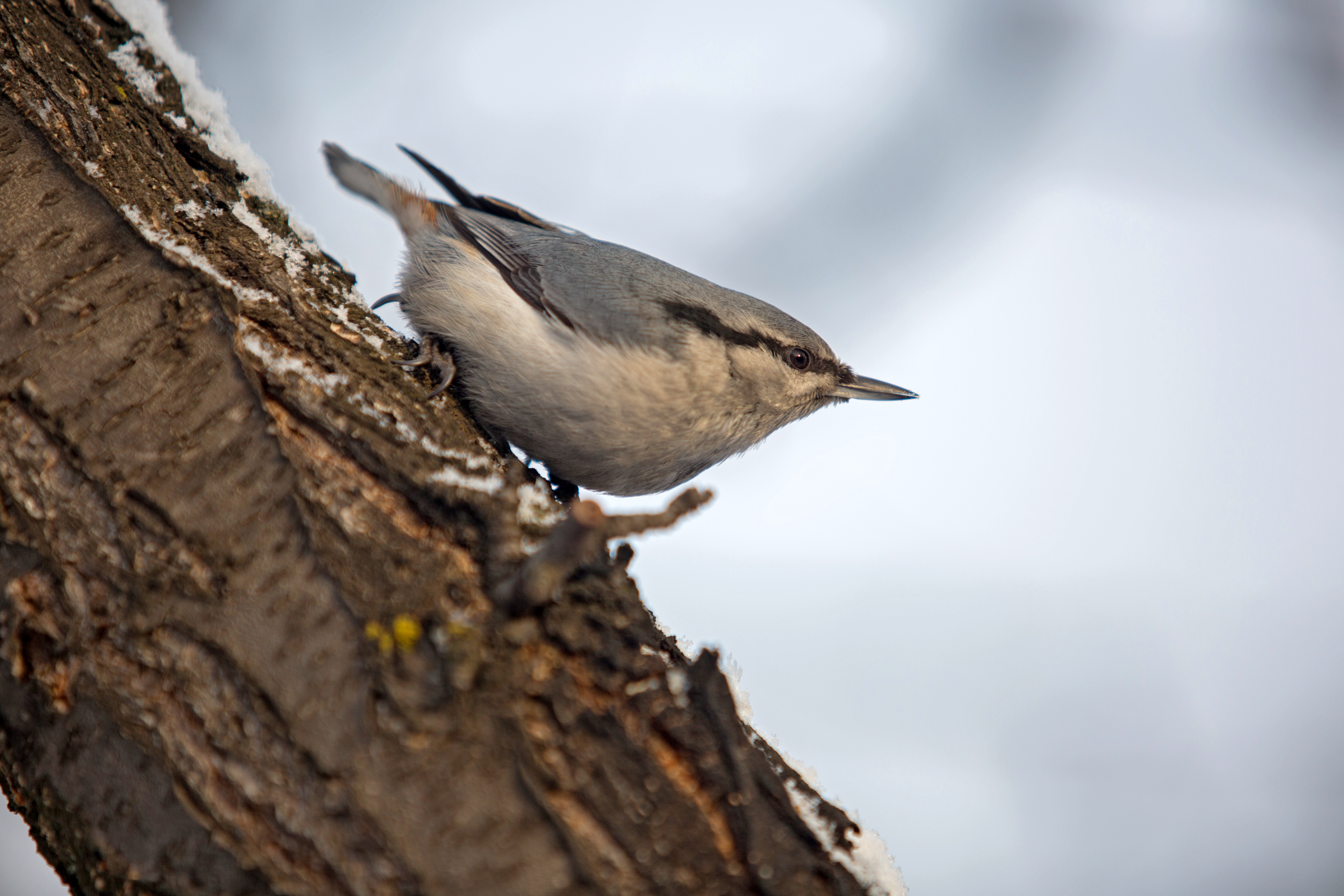 Дирекция природного парка «Ергаки» приглашает принять участие в осенних экологических конкурсах!