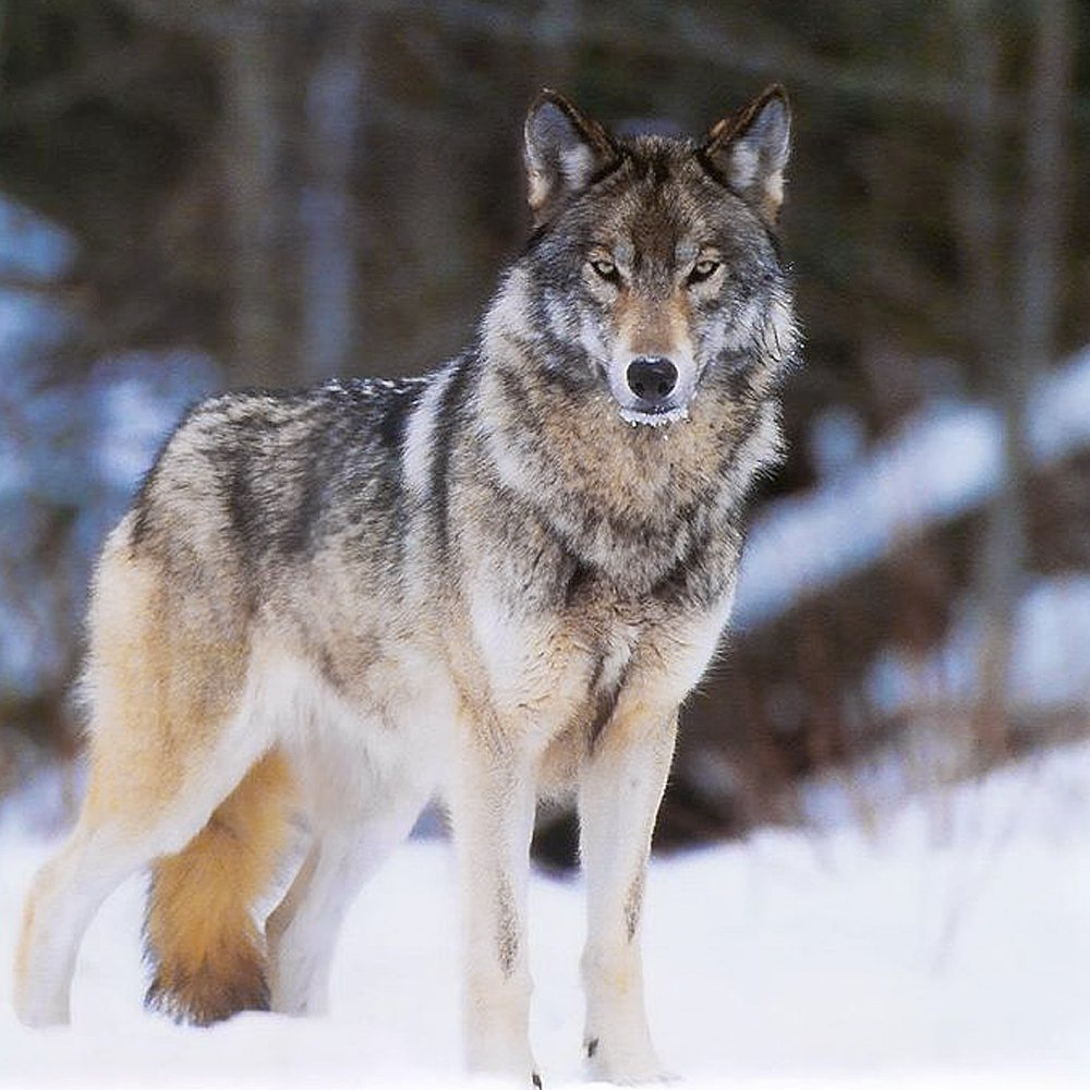 Урок о волках для наших ребят