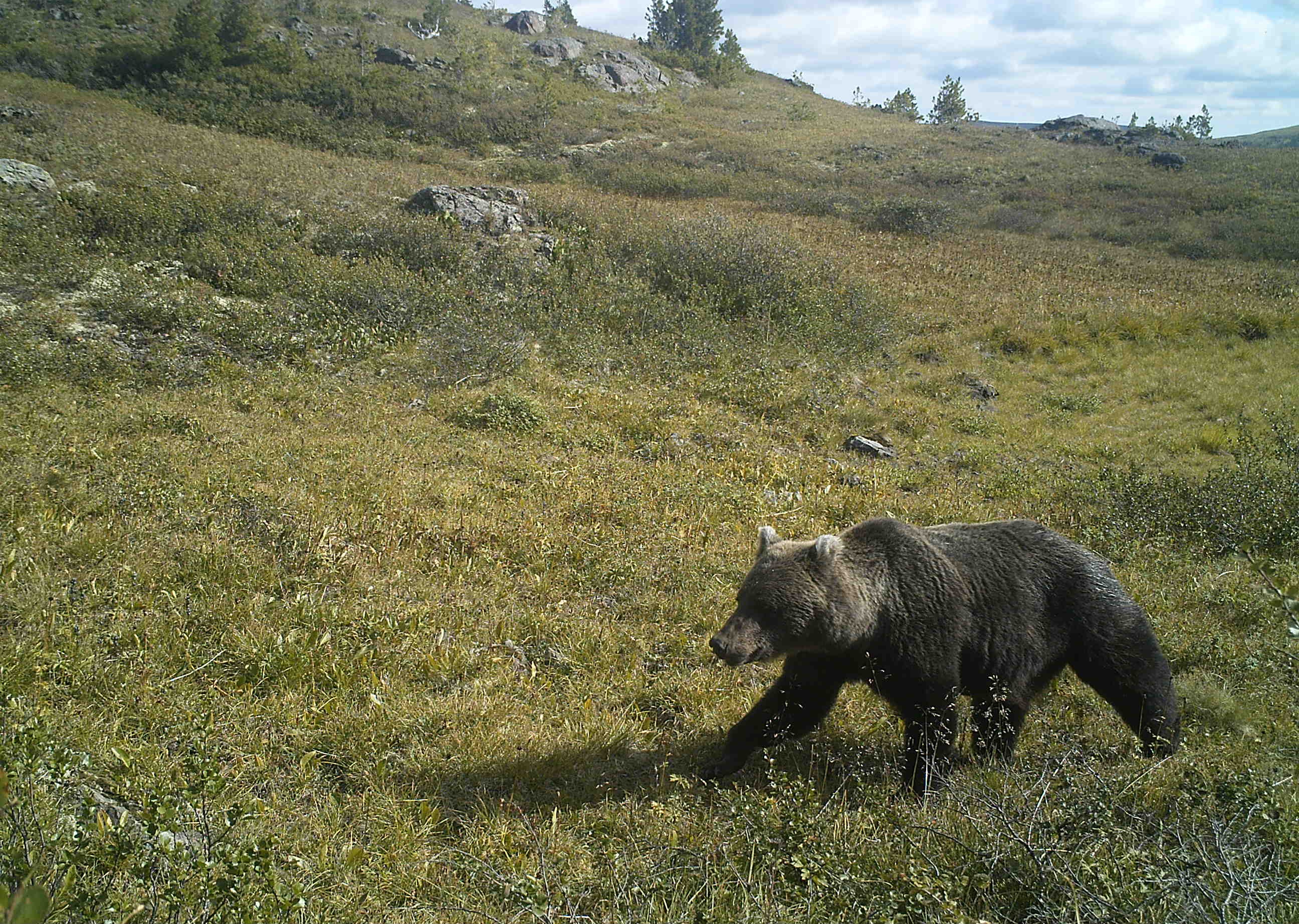 О чрезвычайной ситуации на территории парка
