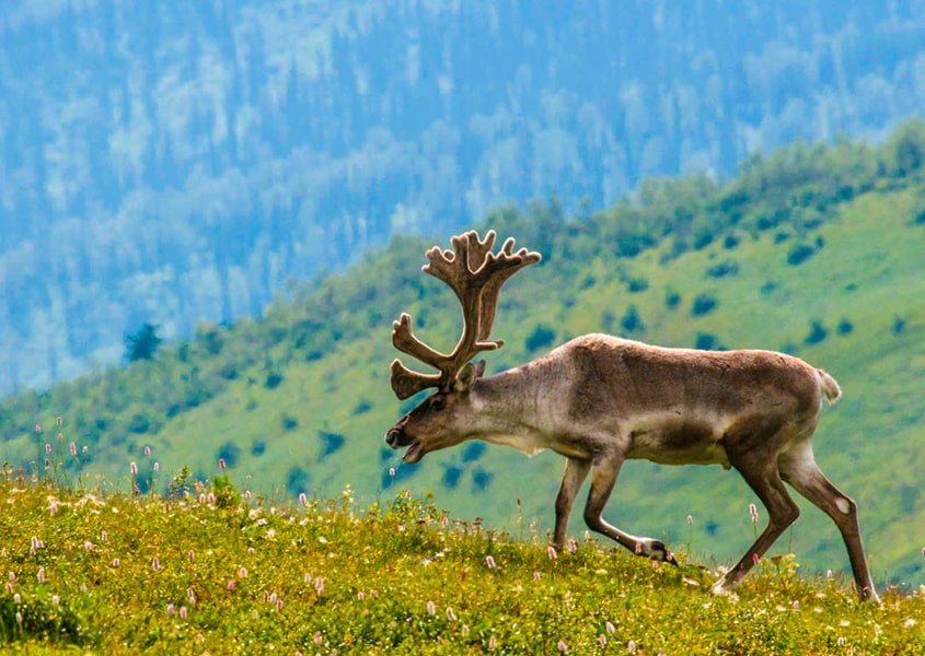 Современное состояние популяции лесного Северного оленя