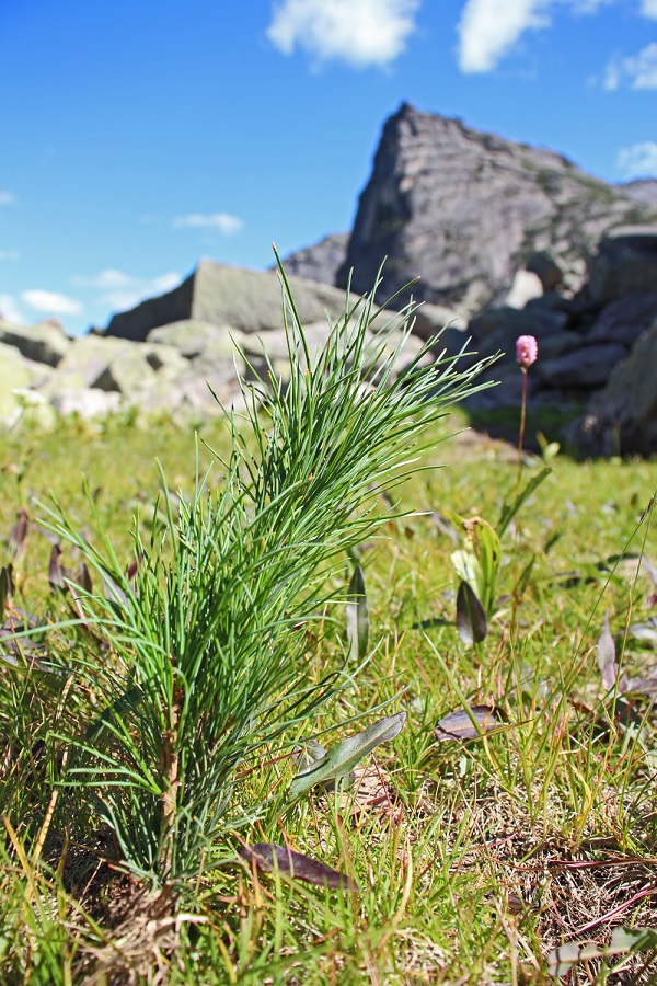 Кедры для «Художников»