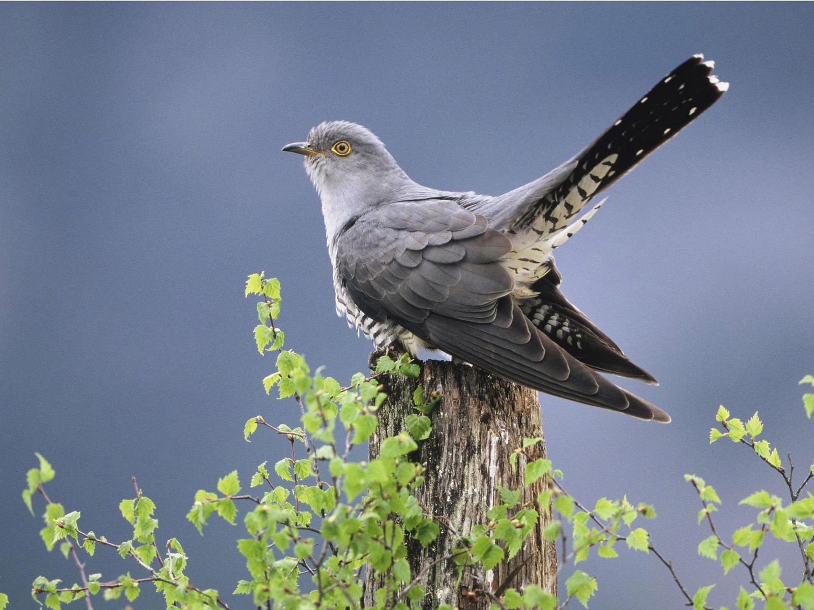 Пролетала над гнездом кукушка