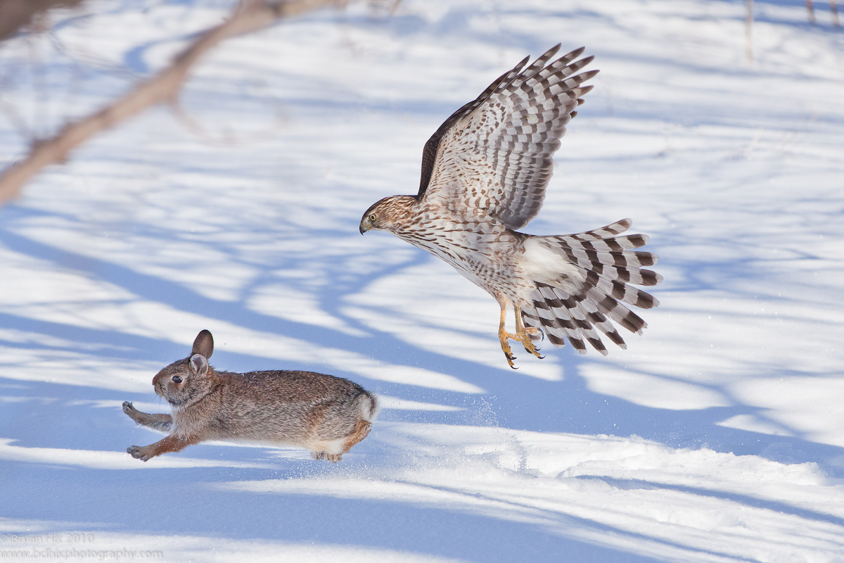 Ястребиные уловки