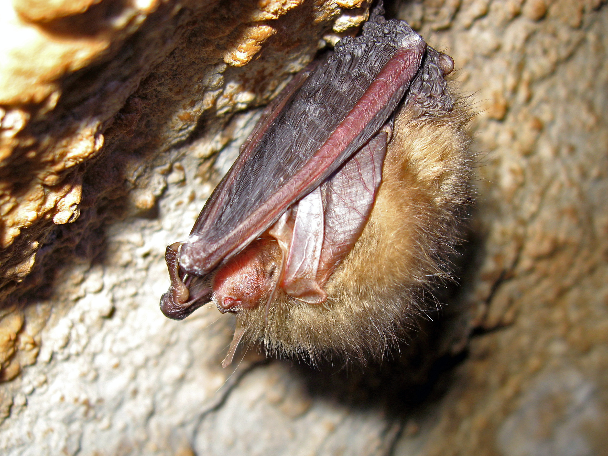 Знакомьтесь, рукокрылые