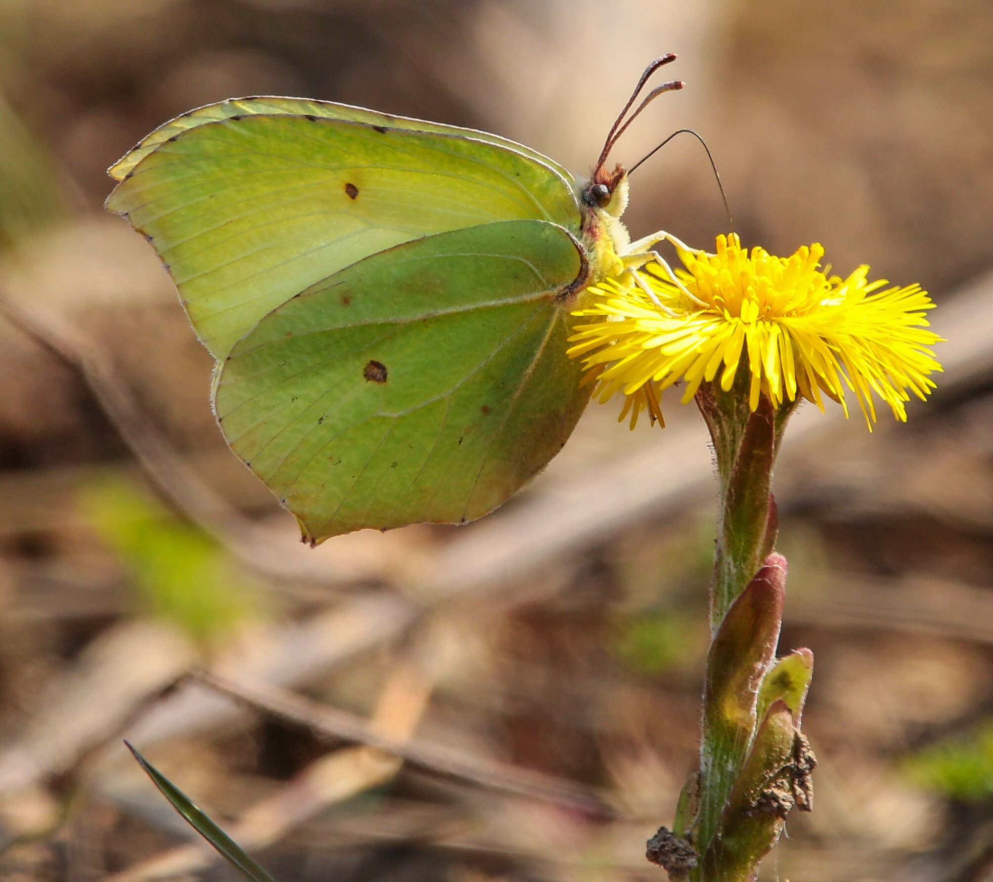 Насекомые природного парка «Ергаки»: подходы к изучению и сохранению фауны