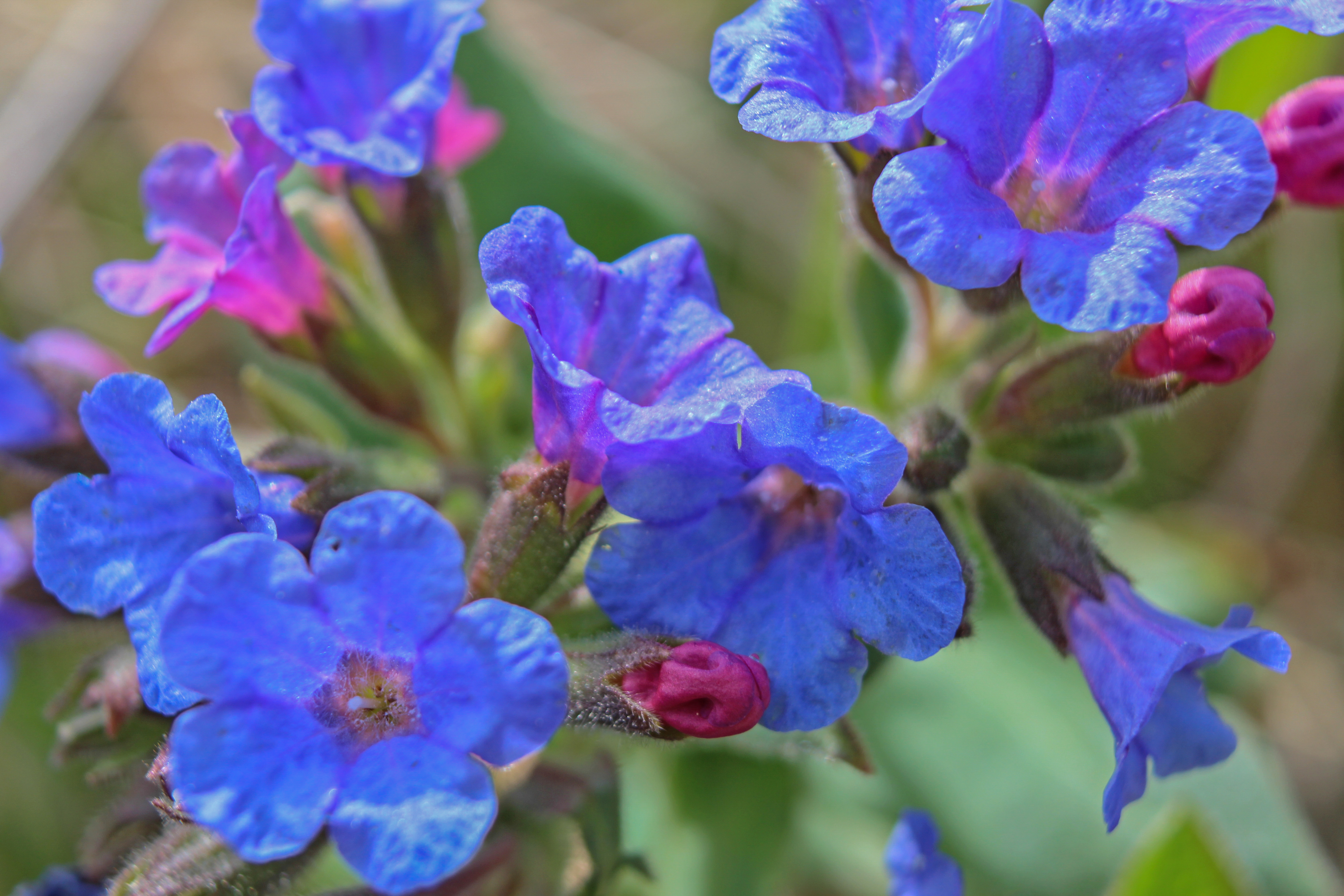 Цветные цветы гор