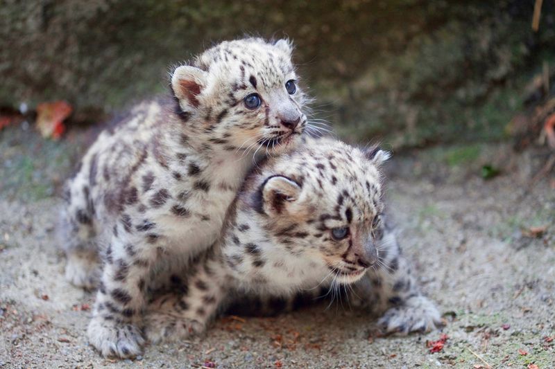 Снежный барс - символ небесных гор