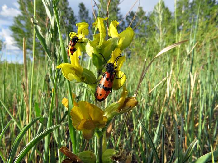 Жуки нарывники