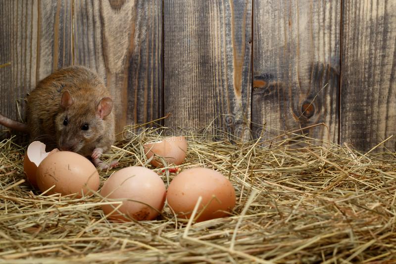 крыса-конца-вверх-дикая-скрывается-около-яя-в-доме-птицы-norvegicus-rattus-155302171.jpg крыса-конца-вверх-дикая-скрывается-около-яя-в-доме-птицы-norvegicus-rattus-155302171.jpg