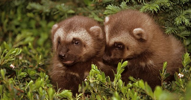 Лохматый призрак Тайги