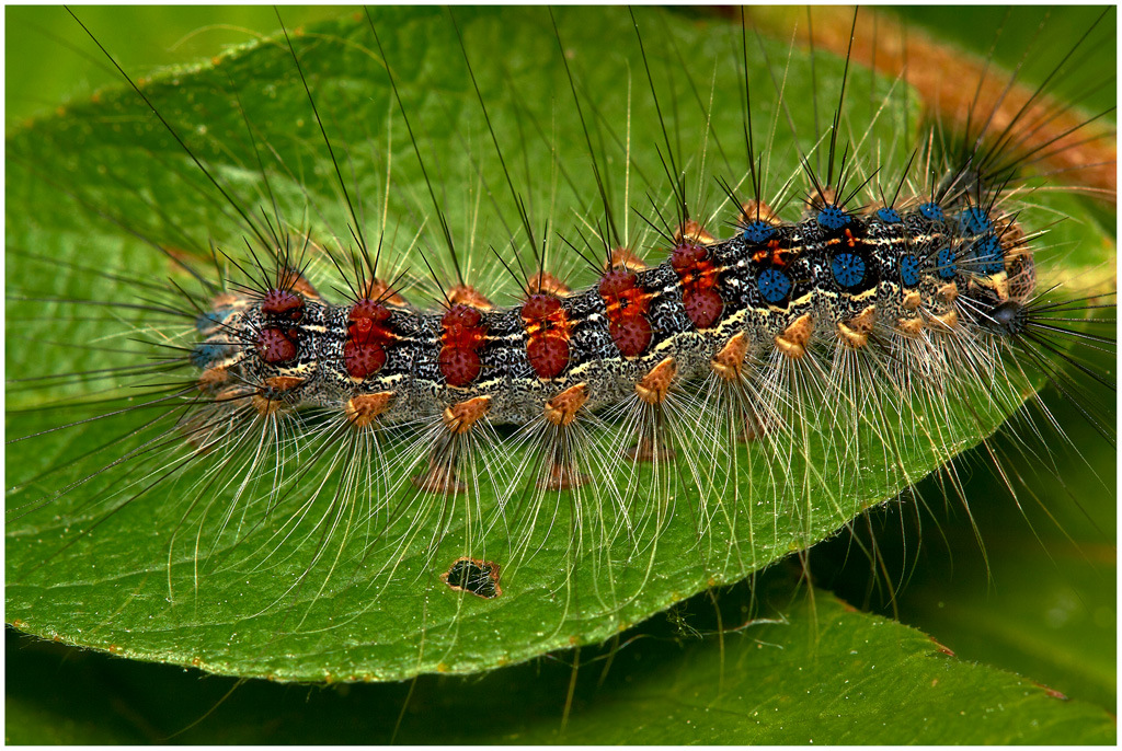 Есть ли пара у непарного шелкопряда?