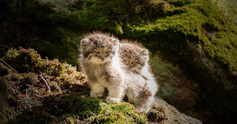 manul10.jpg