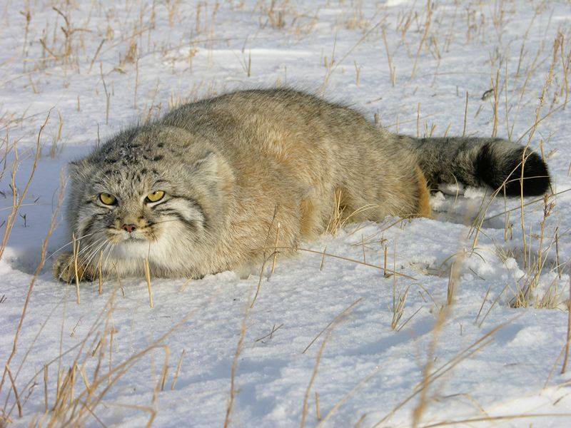 Манул на юге Красноярского края