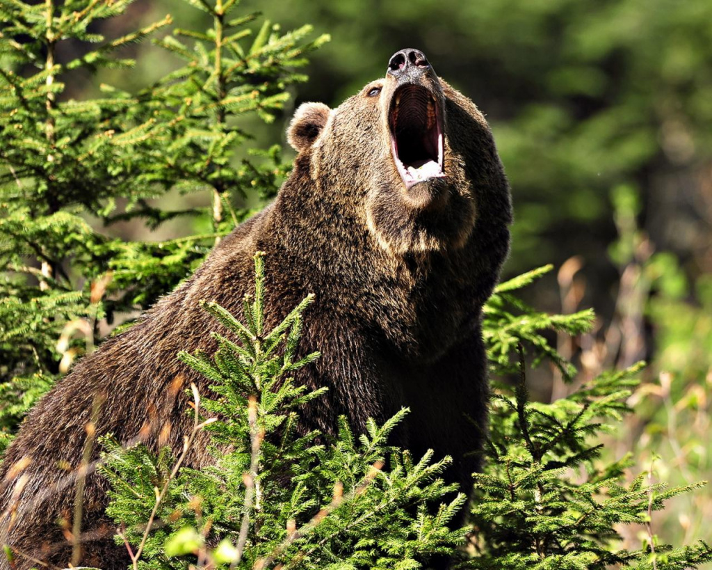 hq-wallpapers_ru_animals_17021_1280x1024.jpg