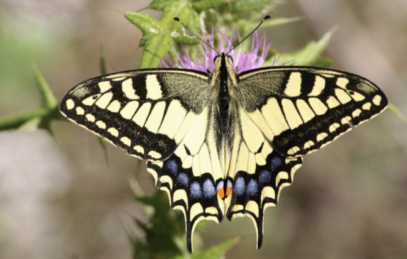 «Ергакский» вклад в Красную книгу