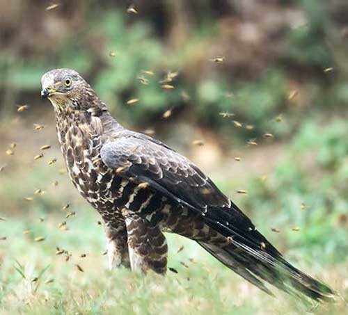 honey-buzzard-6.jpg honey-buzzard-6.jpg