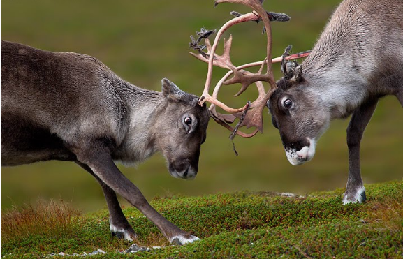 1350038043_rangifer-tarandus-linnaeus-8.png 1350038043_rangifer-tarandus-linnaeus-8.png