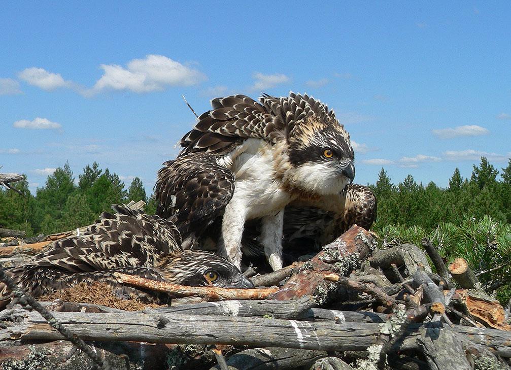 Пернатый символ года
