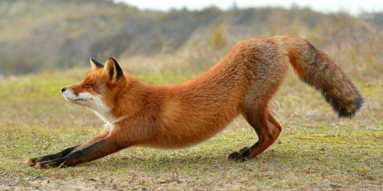 Лиса-фото-768x384.jpg