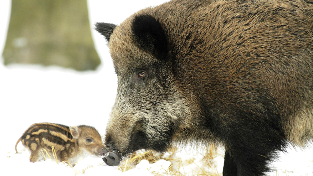 Символ года живет в нашем парке