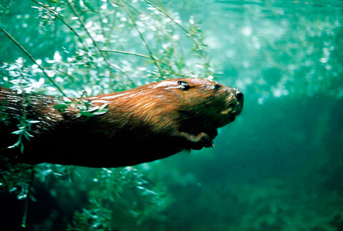 Возвращение бобра 2