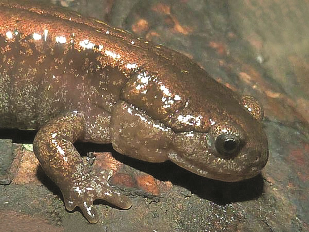 hynobius-keyserlingi_02.jpg hynobius-keyserlingi_02.jpg